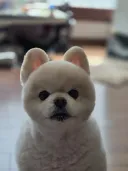 우리집 개 사진