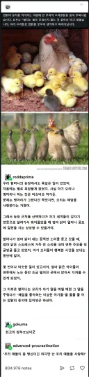 아기 오리를 기르는 암탉의 모성애