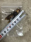 장수말벌이 날면 드론 소리가 들린다고 한다