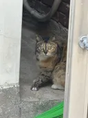 도둑고양이 검거