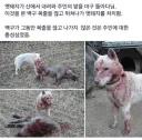 나를 묶어주시오!! 주인!!