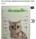 경찰관 폭행으로 체포된 태국 고양이