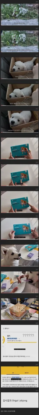 시골에서 데려온 강아지가 100% 순혈견이었다