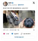 중국에서 판다는 대왕 블루베리