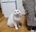 고양이 장난감 중 꽤 비싼 거
