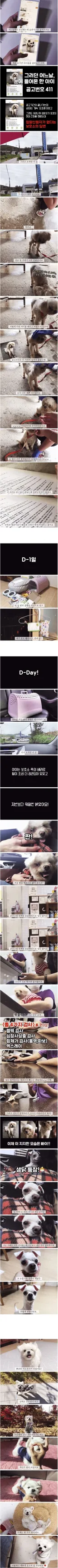 유기견 입양 전 후