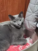 잘 자고 일어난 고양이