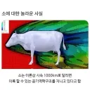 아무도 몰랐던 소에 대한 사실