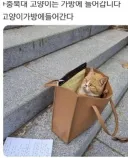 각 대학교별 고양이 자랑.eta