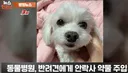 실수로 반려견에게 안락사