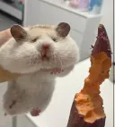 고구마 먹은 햄스터