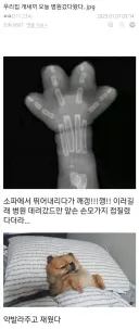 우리집 🐶새끼 오늘 병원 갔다왔다.jpg