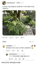 마당에서 관상용으로 평화롭게 살던 식물.jpg