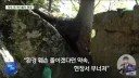 희귀 식물 지킨다던 설악산 케이블카… 지켜지나?