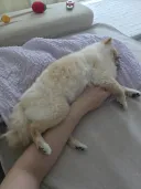 우리집 댕댕이 근황