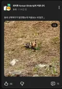 인터넷에 올라오는 신기한 새 90% 정체.jpg