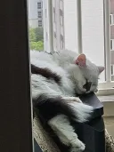 우리집 괭이들 명당