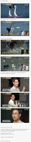 짝짓기 테스트를 받는 수컷.jpg