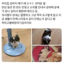 강아지가 6개월 동안 안짖은 이유