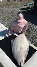 초대형 광어(Halibut)