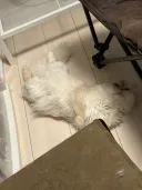 우리집 고양이 기분좋을때