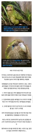 뉴질랜드 공무원들의 작전명 '앵무새'.jpg