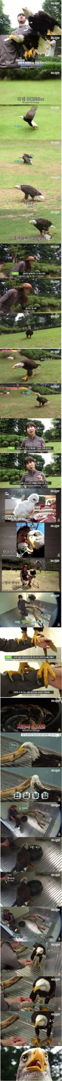 사람손에서 자란 흰머리수리