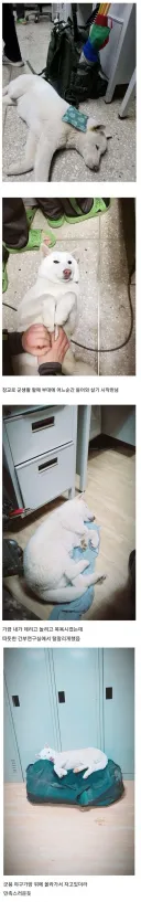 부대에 나타난 댕댕이