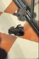 탈진한 까마귀에게 먹이를 한 번 줬더니...