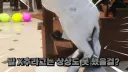 버튜버)말 ㅈㅈ로 의태하는 미친 게임