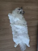 우리집 고양이 보고가!