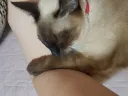 진짜 동물 버리면 안 된다고 생각하게 된 이유는....