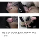 [아기판다 다이어리 시즌3] 10일차에 판다 모습 나오기 시작한 넷째바오 곰쥬님🐼