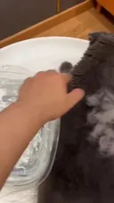 고양이 키우기 전에 봐야하는 영상