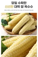 옥수수 이름에 "대학"이 붙은 이유