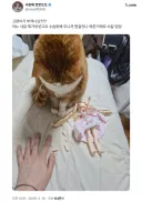 고양이가 피규어 부쉈나봐;;