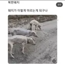 ㄹㅇ 북돼지 짤