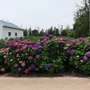 제주: 지금 당장 제주에 가야할 이유...수국..