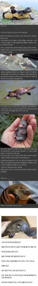 실존하는데도 처음엔 아무도 안 믿었던 동물.