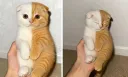 반반 고양이