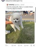강아지 키우는 중년 남성 특징.jpg