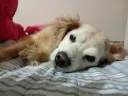 우리집 댕댕이 나 닮아서 못생김