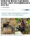 흉조의 토끼.JPG