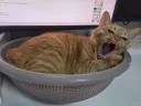 고양이들은 왤케 못생겼을까?