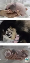 하마인지 판다인지 헷갈리는 푸바오 20일차 모습💛
