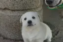 시골 똥개 특