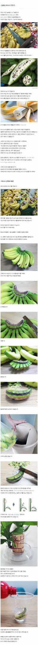 집에서 바나나 키우기.jpg