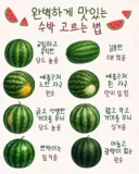 맛있는 수박 고르는 법