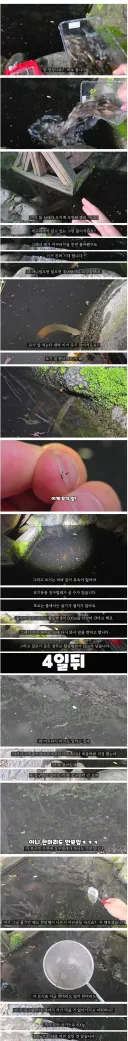 모기 수천만 마리가 태어나는 서식지에 미꾸라지 풀었습니다