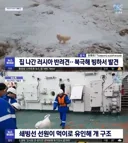 북극해 빙하에서 발견된 강아지